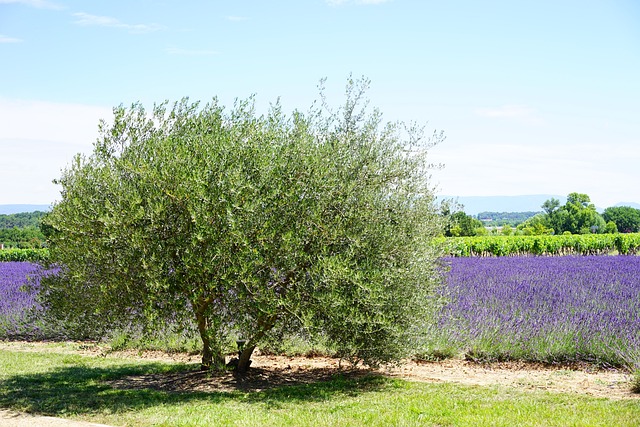 Alergia al olivo