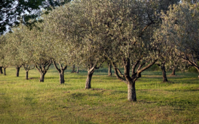 Cómo conservar el aceite de oliva en verano