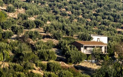 Plagas y Enfermedades del Olivo