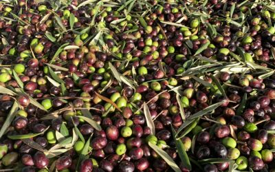Propiedades del Aceite de Oliva Virgen Extra