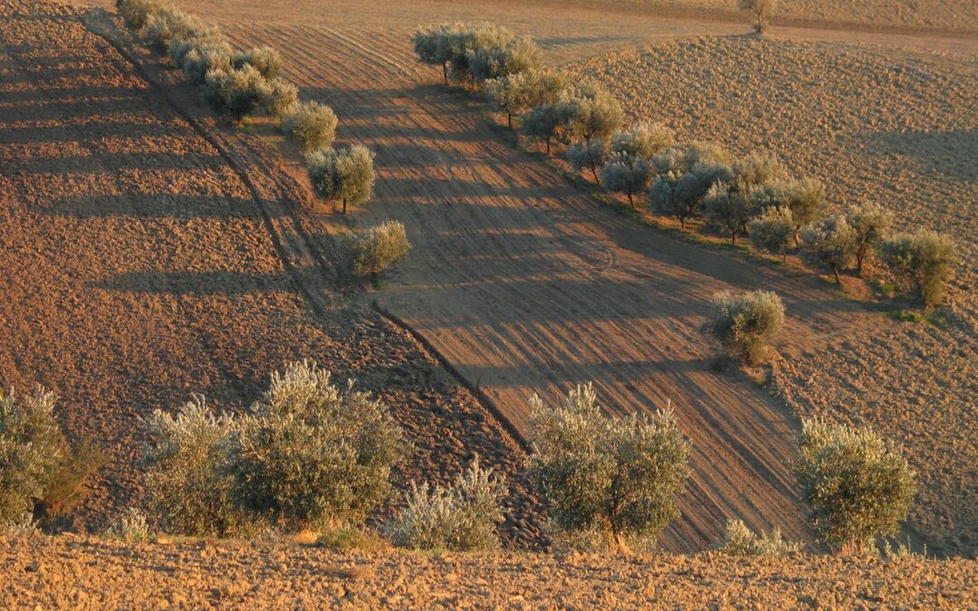 efectos de las altas temperaturas en el olivar
