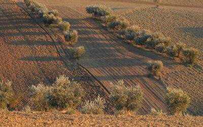 Efectos de las altas temperaturas en el olivar