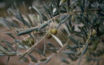Hoja de olivo como fuente de proteínas