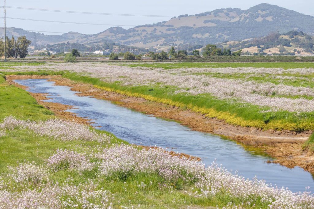 cuánta agua necesita un olivo de una acequia